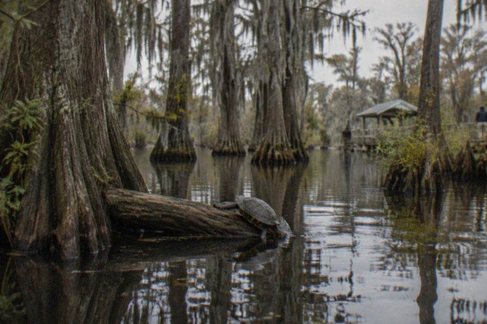 Tall cypress trees with Spanish moss standing in dark still swamp water