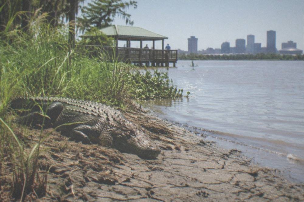 an alligator resting on a mud bank beside tall swamp grasses
