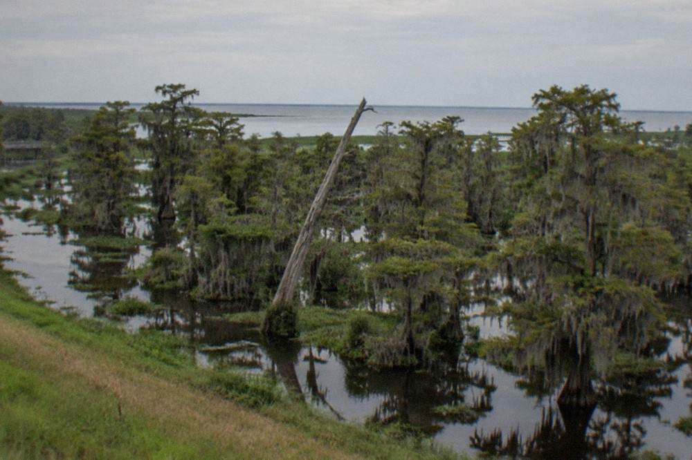 Wide view of a cypress-tupelo swamp with moss-draped trees reflected in still water