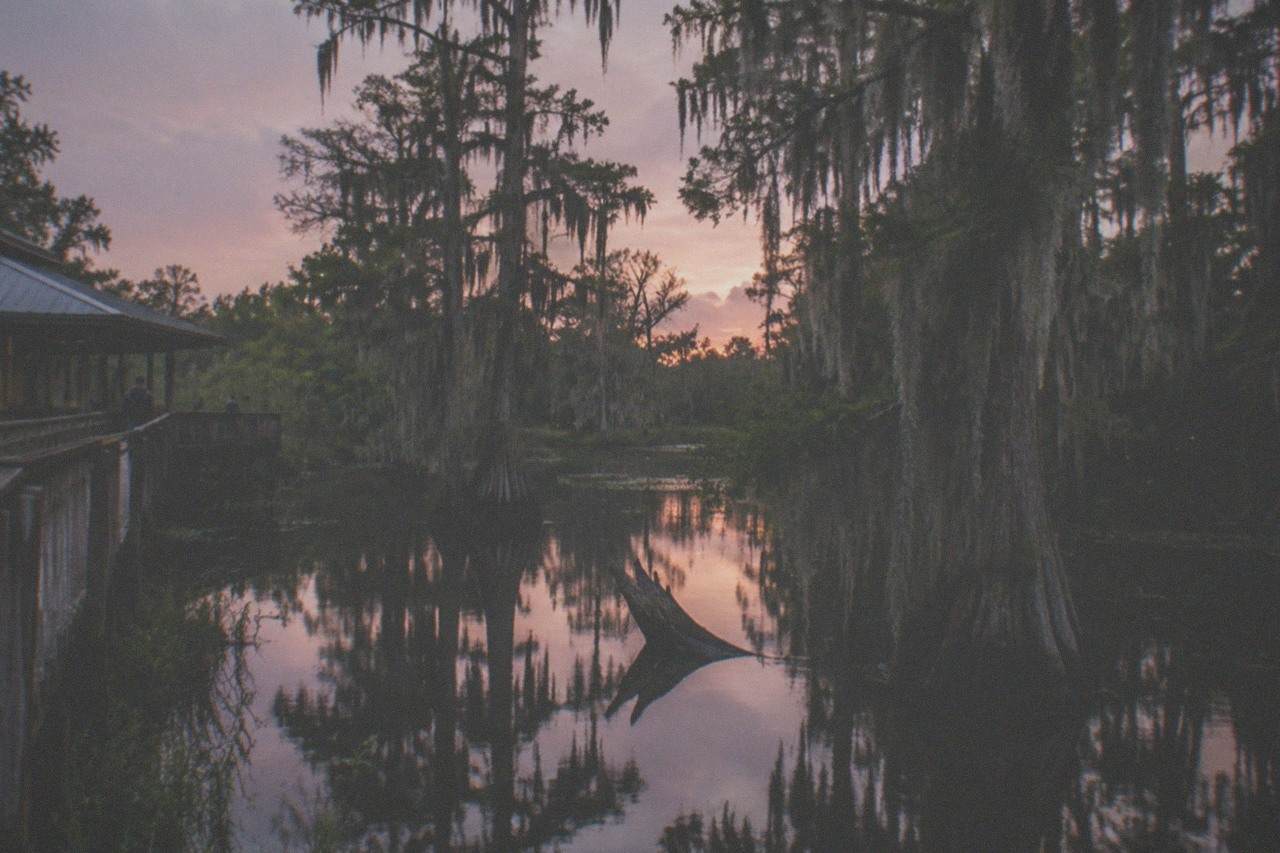 Bald cypress trees draped in Spanish moss standing in still dark swamp water at golden hour