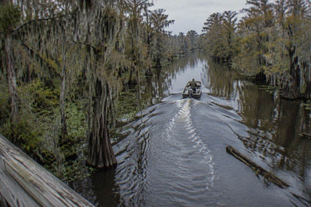 A narrow boat wake cutting through a flooded cypress tupelo swamp with hanging moss
