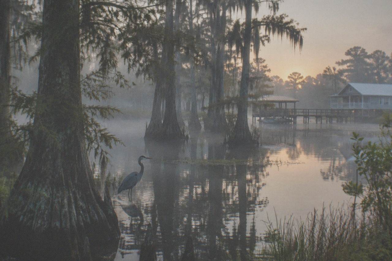 Bald cypress trees rising from still dark water in a Louisiana swamp at dawn