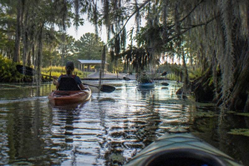 Paddlers in kayaks on a quiet Louisiana swamp channel beneath cypress