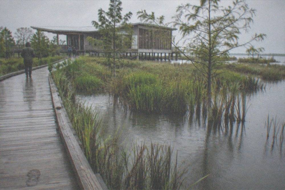 Boardwalk path beside still wetland water with reeds and scattered trees