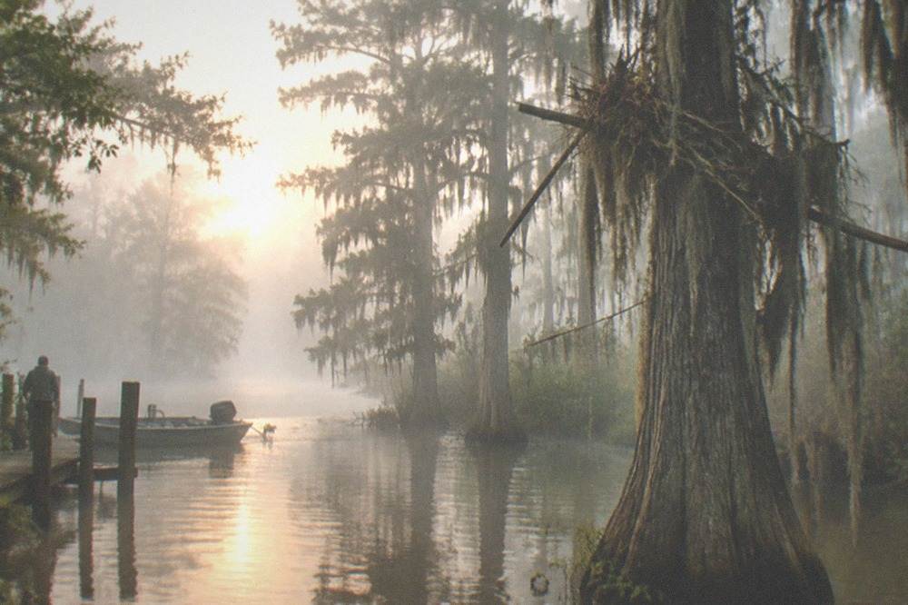 Tall cypress trees rising from tea-colored river water with Spanish moss and morning mist
