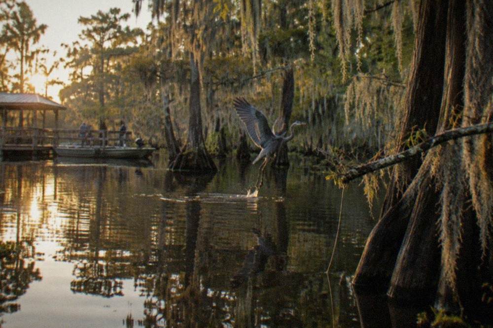 A wide view of a Louisiana cypress swamp with moss-draped trees and still dark water