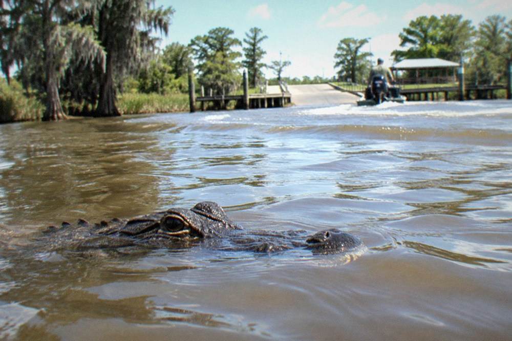 A young alligator floating with just its eyes and snout above still brown swamp water