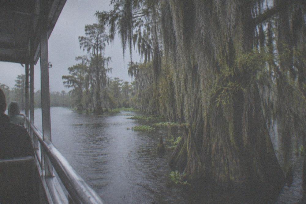 Tour boat passing close to a bald cypress trunk with Spanish moss in a still swamp bayou