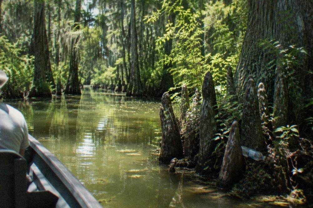 Sunlight filtering through cypress trees over still swamp water